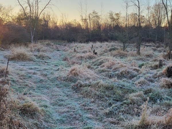 A Morning In The&nbsp;Woods